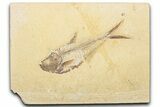 Detailed Fossil Fish (Diplomystus) - Wyoming #345390-1